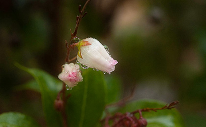 冬の草花の写真